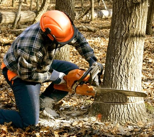 Tree Removal in Blue Mountain, AR